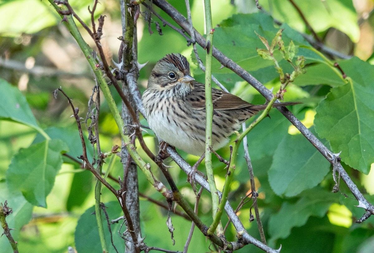 Lincoln's Sparrow - Gale VerHague