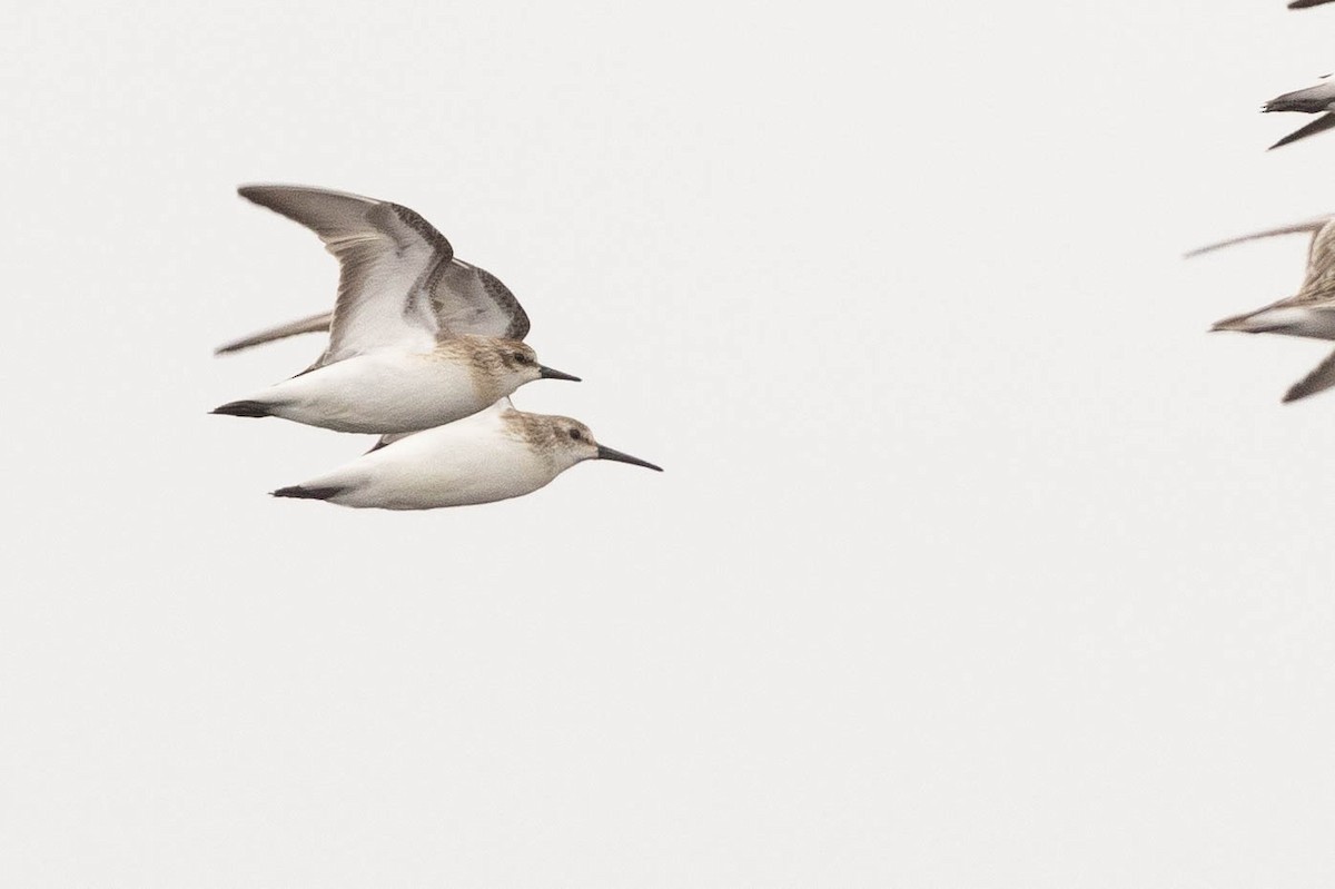 Western Sandpiper - ML484369451