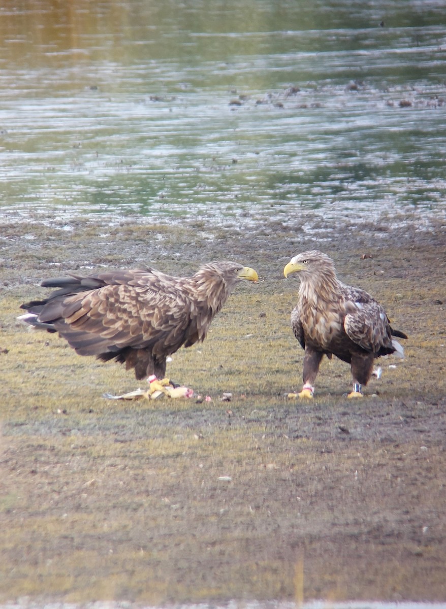 White-tailed Eagle - Jussi Lindström