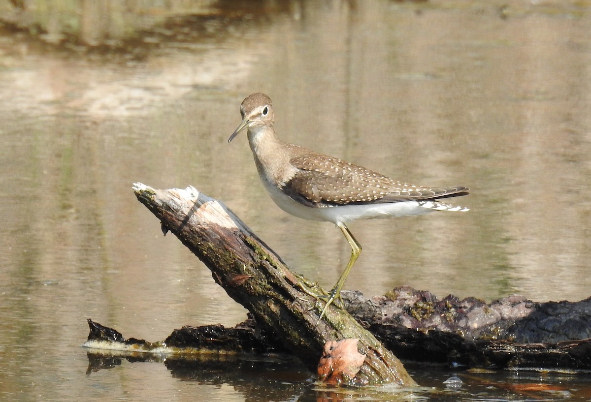 Solitary Sandpiper - ML484372161