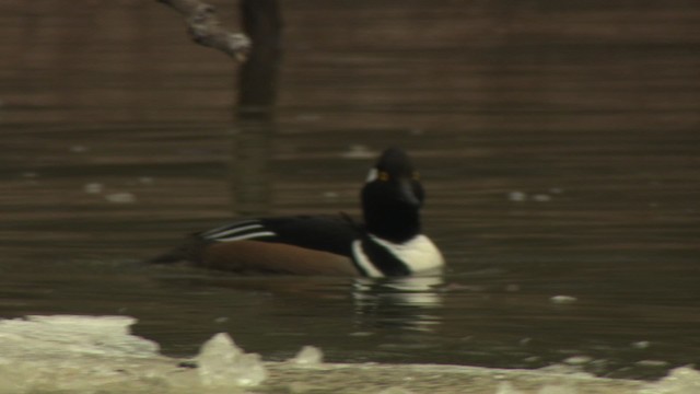 Hooded Merganser - ML484373