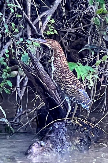 Rufescent Tiger-Heron - Neil Davidson