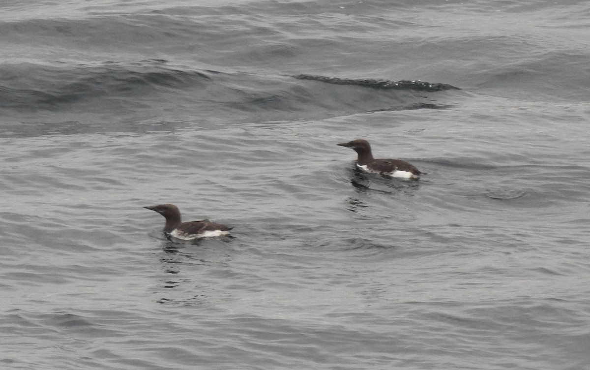 Common Murre - ML484375531