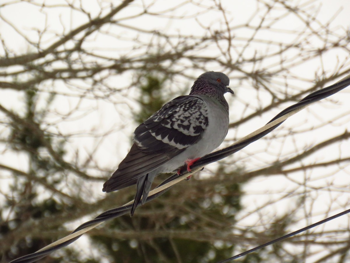 Rock Pigeon (Feral Pigeon) - Andy de Champlain