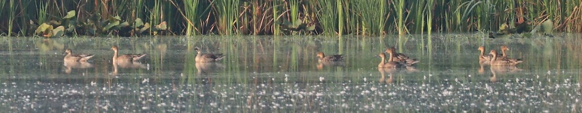 Canard pilet - ML484376231