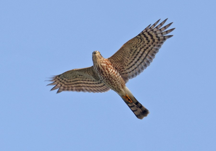 Épervier brun - ML484376411