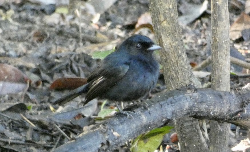 Amazonian Black-Tyrant - Neil Davidson