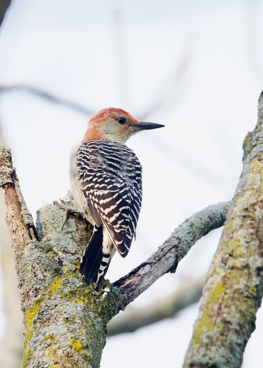 Red-bellied Woodpecker - ML484377211