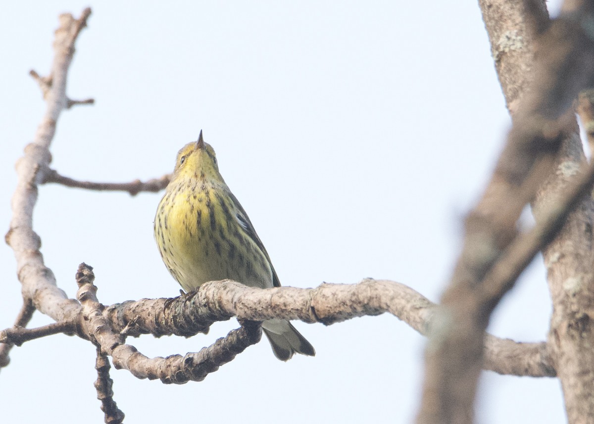 Cape May Warbler - ML484377501