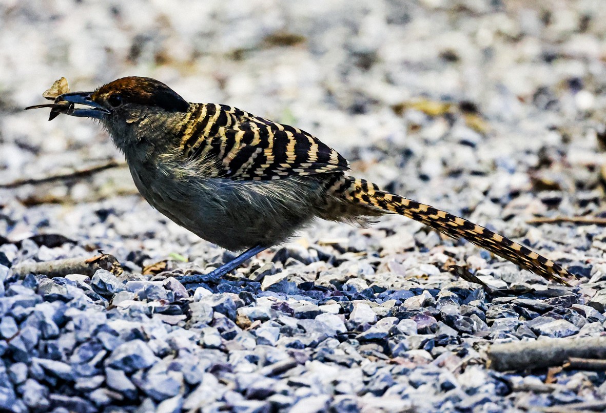 Giant Antshrike - Clarisse Odebrecht