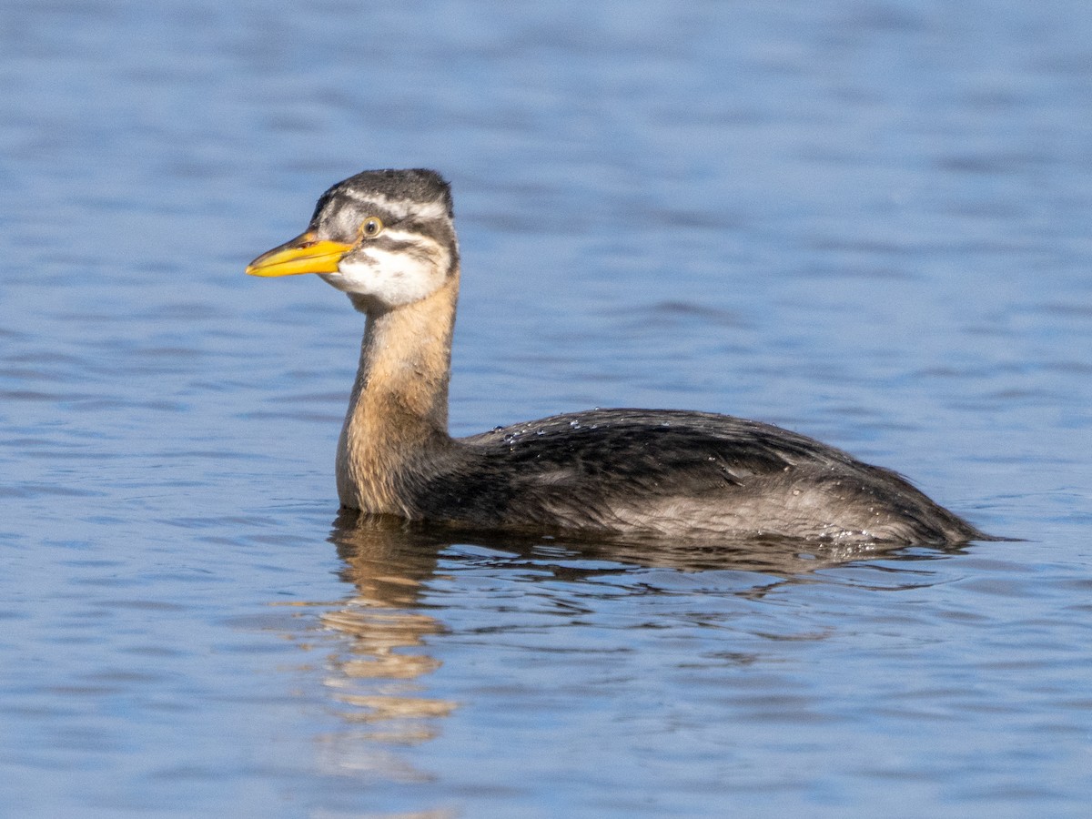Red-necked Grebe - ML484379411