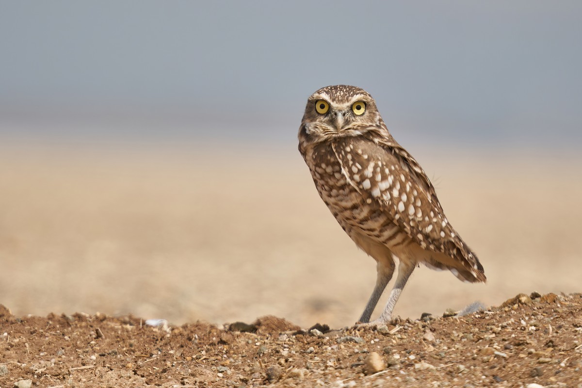 Burrowing Owl - Grigory Heaton