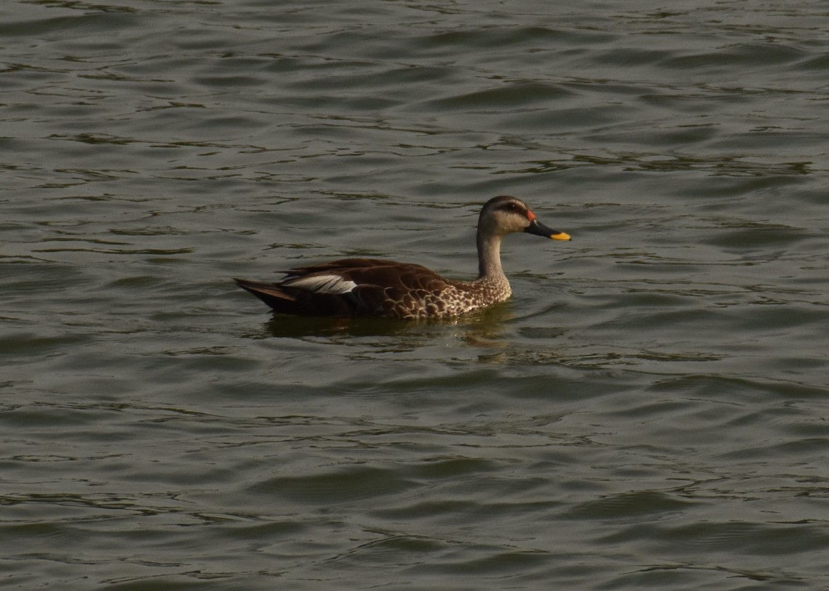 Indian Spot-billed Duck - ML484380811