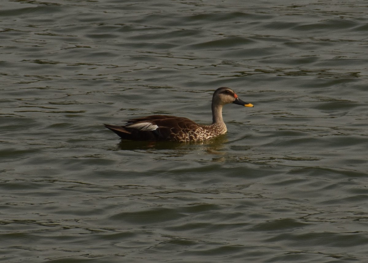 Canard à bec tacheté - ML484380811