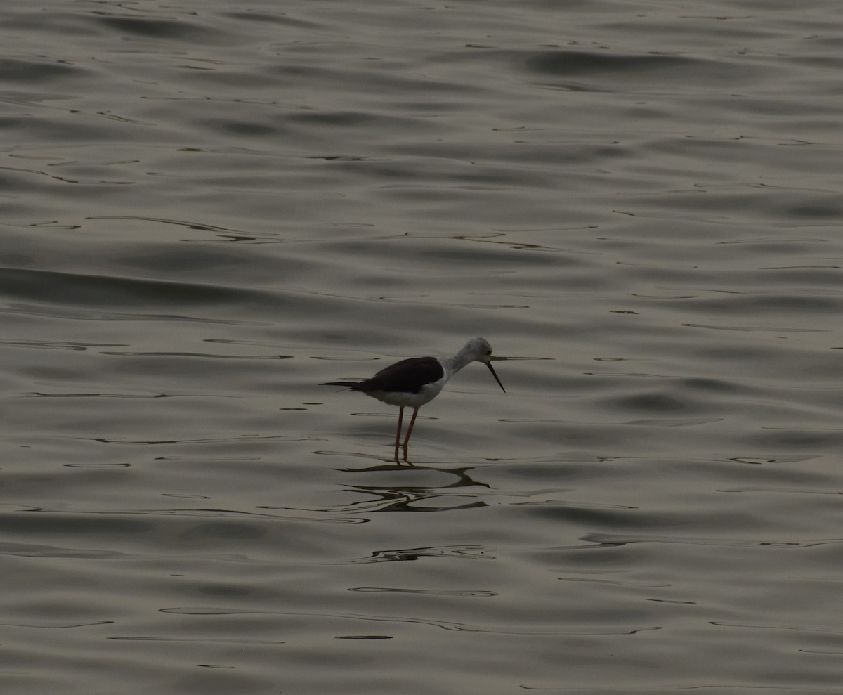 Black-winged Stilt - ML484380861