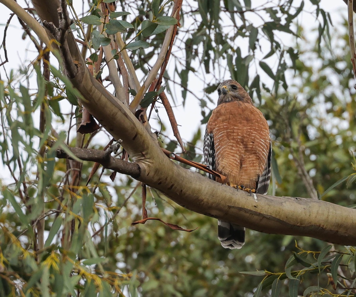 Red-shouldered Hawk - ML484381501