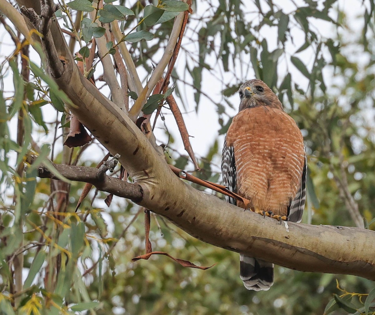 Red-shouldered Hawk - ML484381511