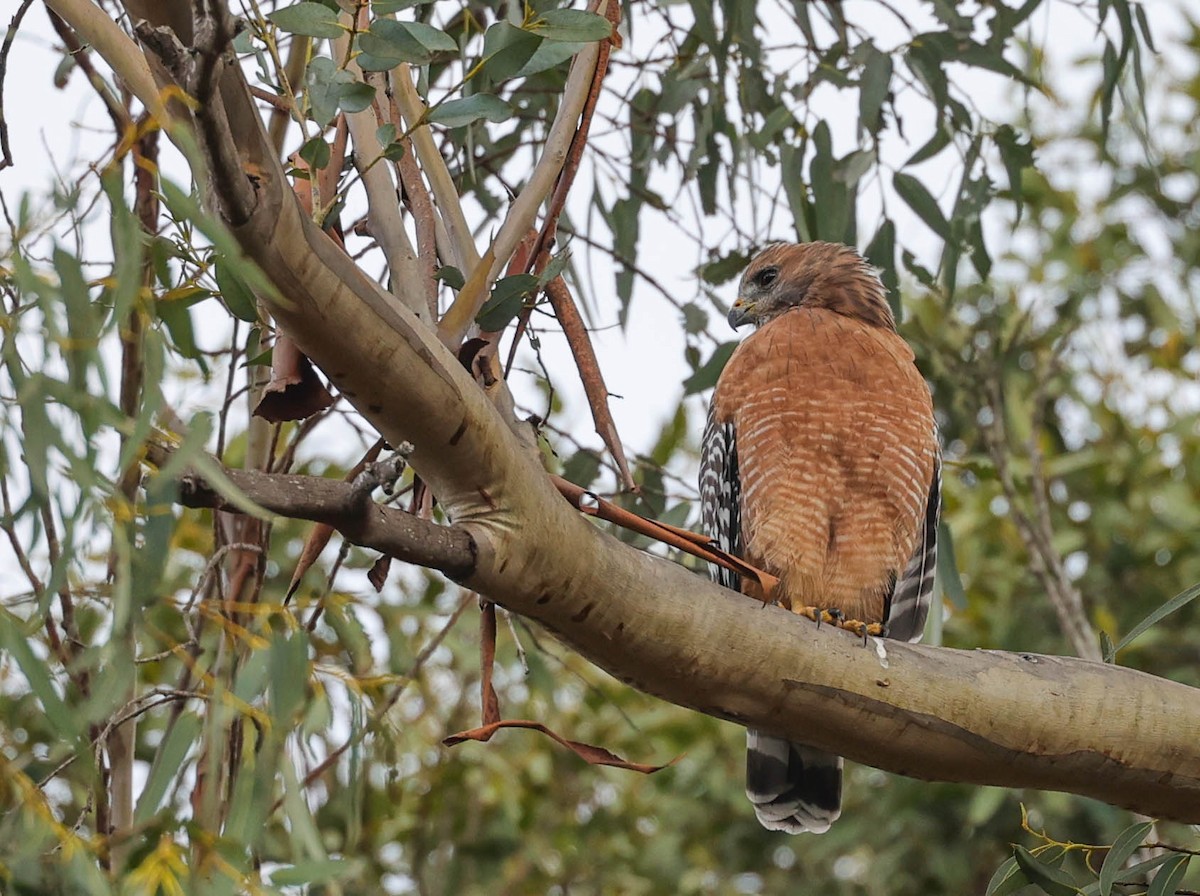 Red-shouldered Hawk - ML484381521