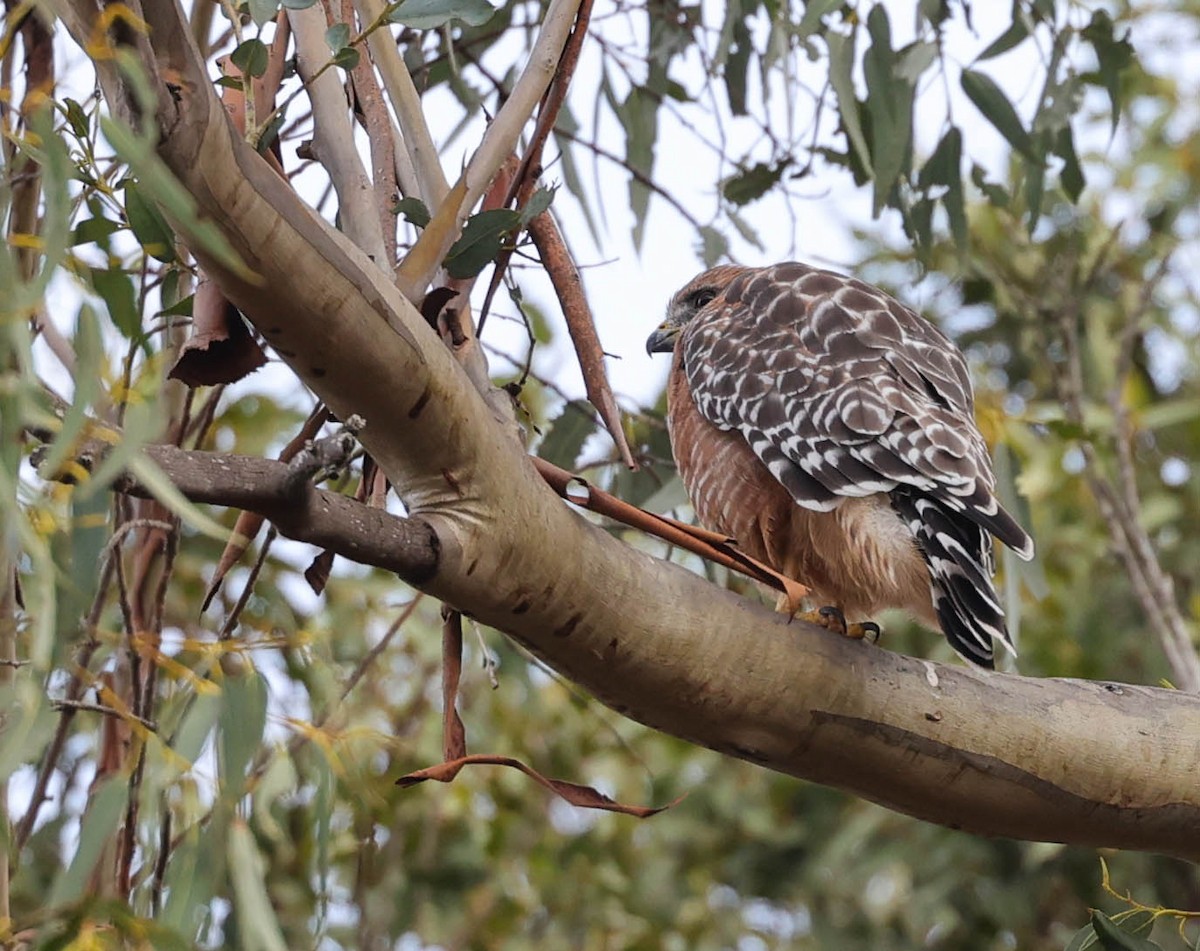 Red-shouldered Hawk - ML484381531