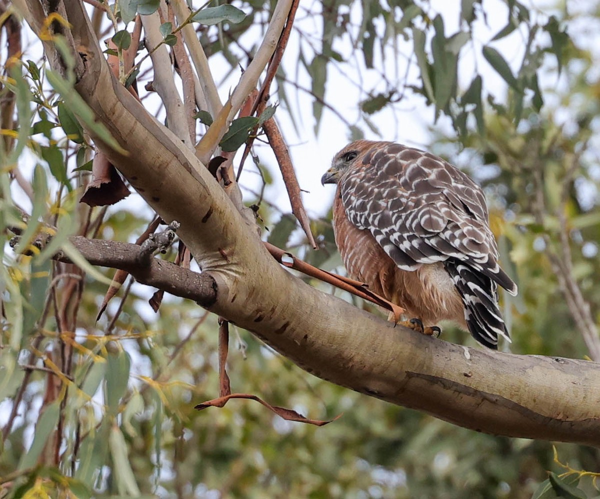 Red-shouldered Hawk - ML484381541