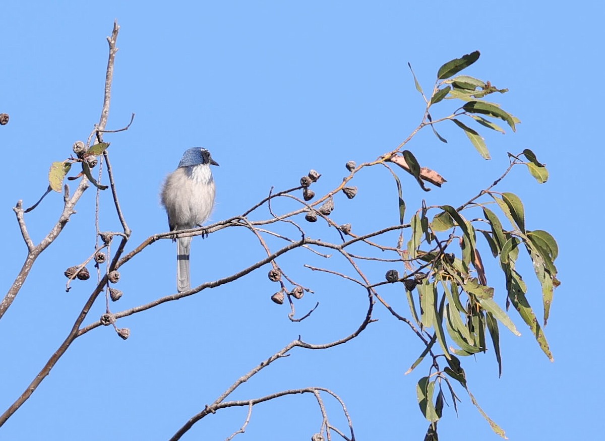 California Scrub-Jay - ML484381581