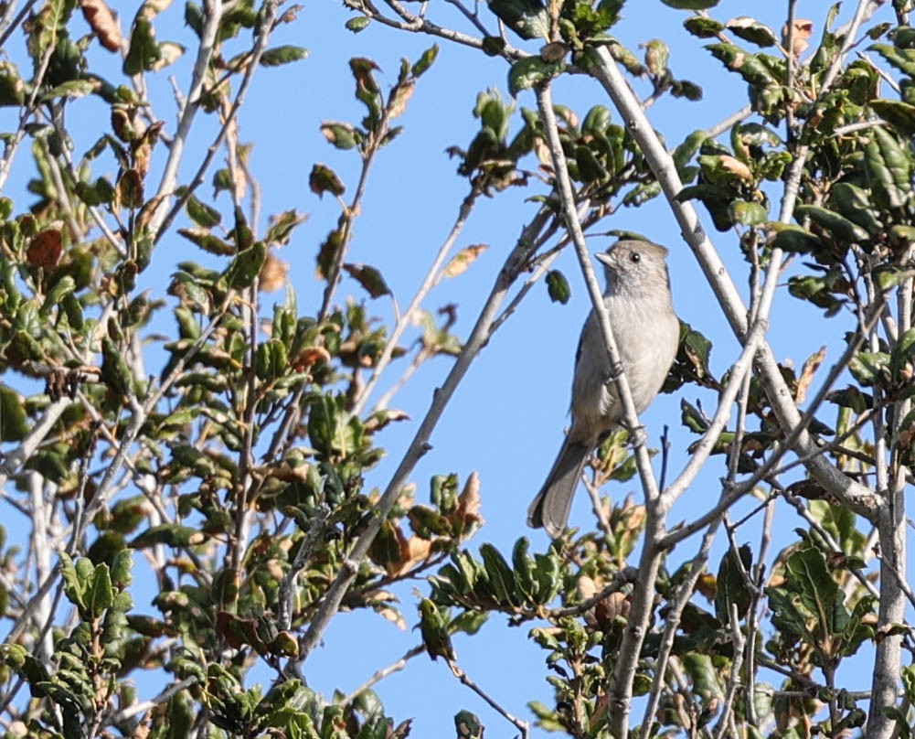 Oak Titmouse - ML484381611