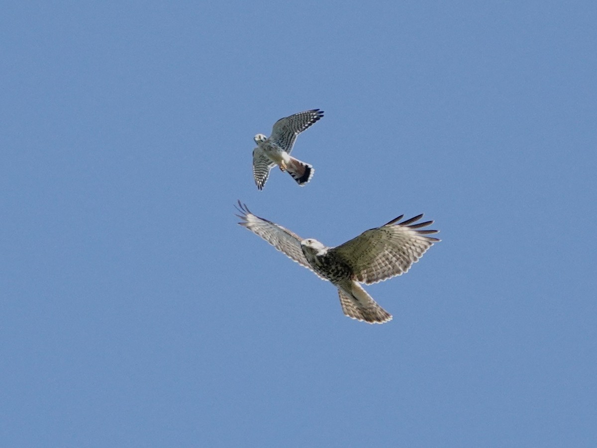 Red-shouldered Hawk - ML484382331