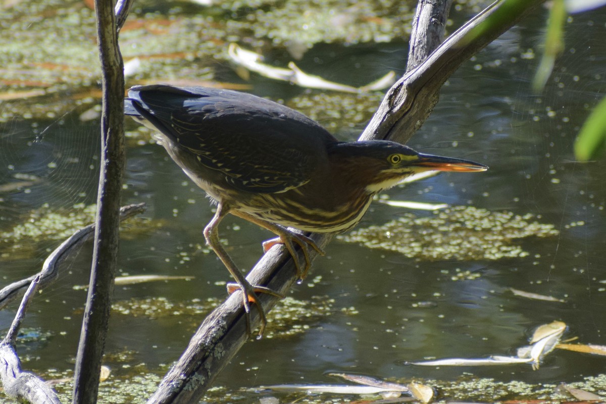 Green Heron - ML484383211