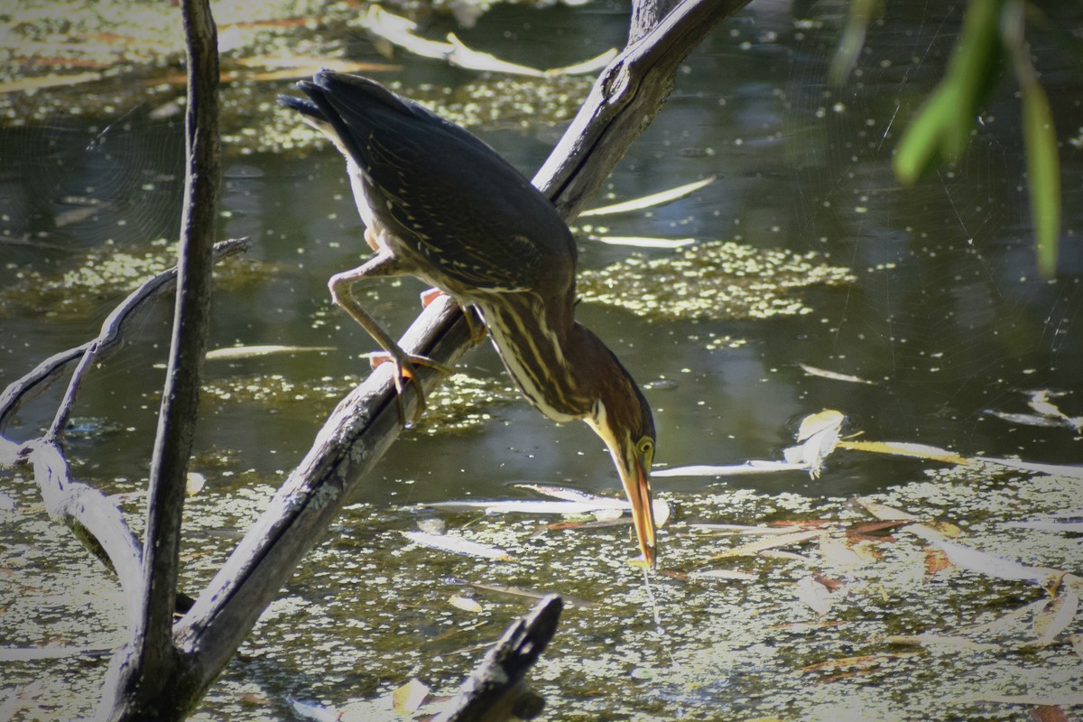 Green Heron - ML484383221