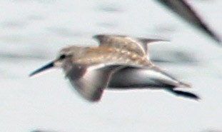 Western Sandpiper - ML484384521