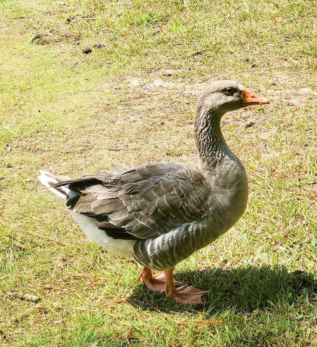 Graylag Goose (Domestic type) - ML484385371