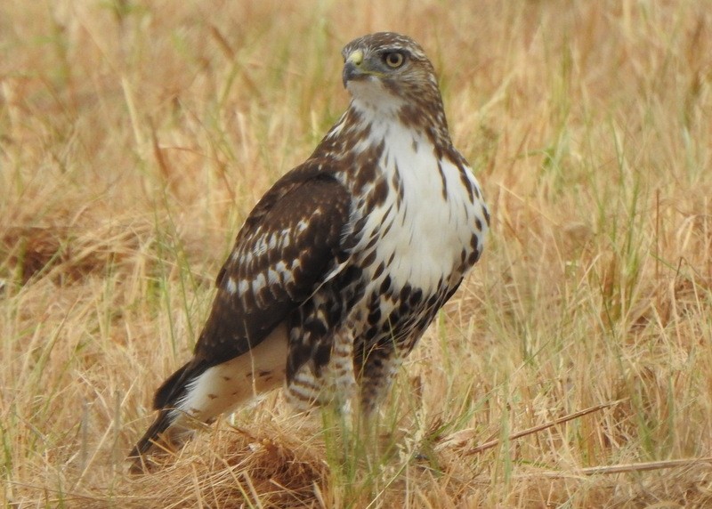 Red-tailed Hawk - ML484385911
