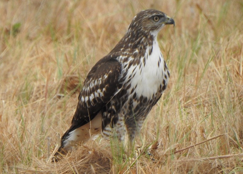 Red-tailed Hawk - ML484385921