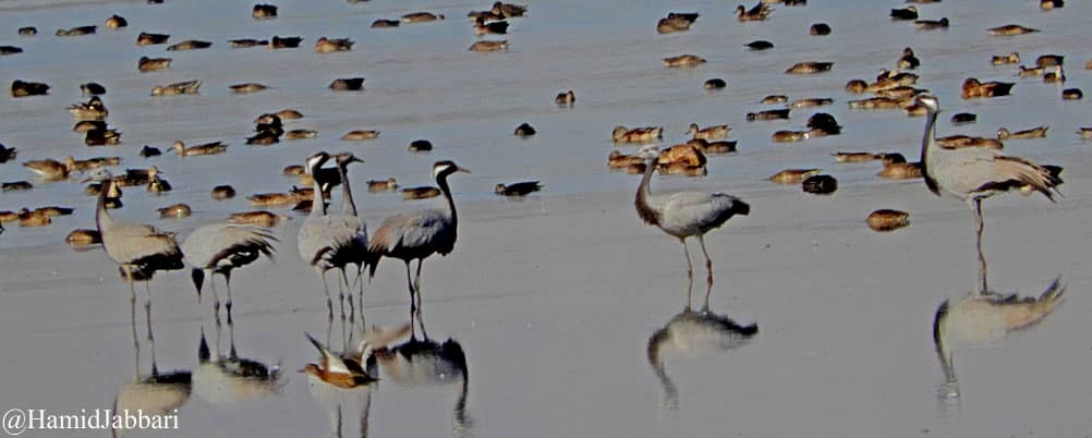 Demoiselle Crane - ML484388431