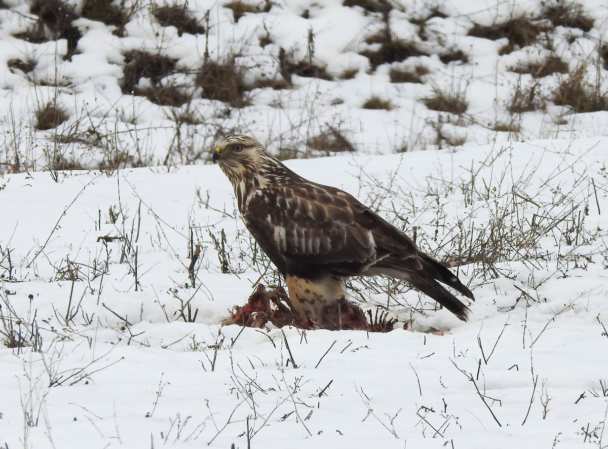 Rough-legged Hawk - ML48438901