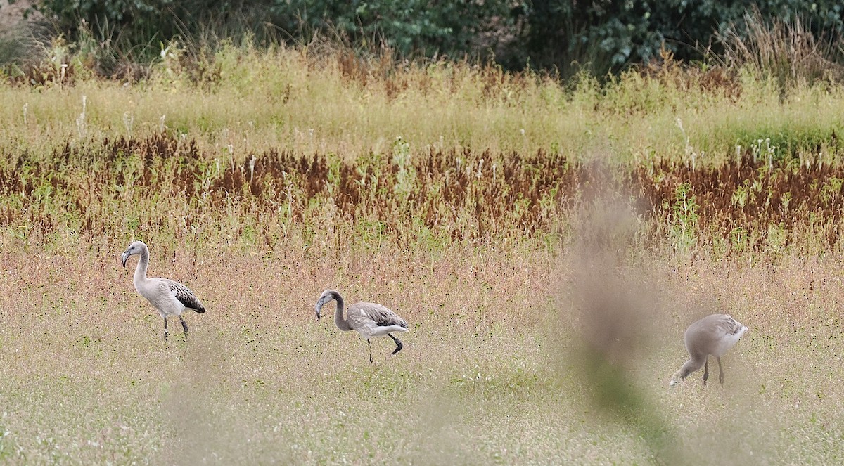 Greater Flamingo - ML484389571