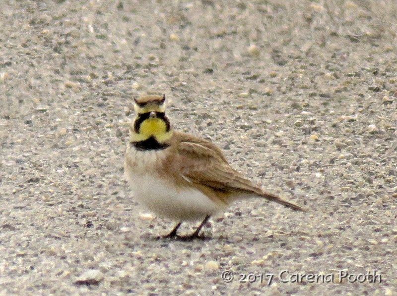 Horned Lark - Carena Pooth