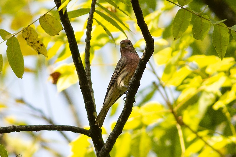 House Finch - ML484390701