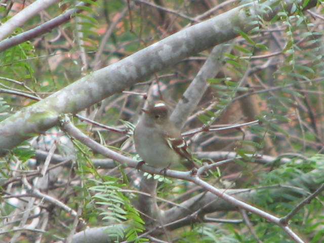 White-crested Elaenia - ML484390811