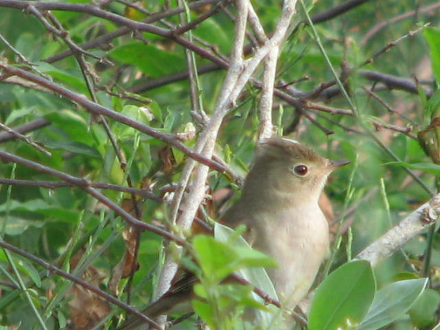 White-crested Elaenia - ML484390821