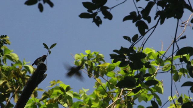 barbet hnědý - ML484391