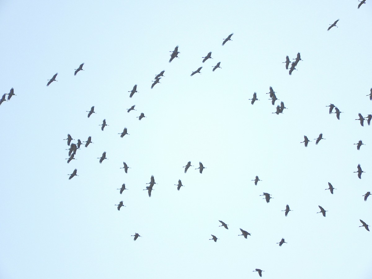 Demoiselle Crane - Hamid Jabbari