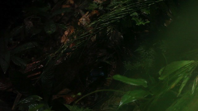 Black-crowned Pitta - ML484392