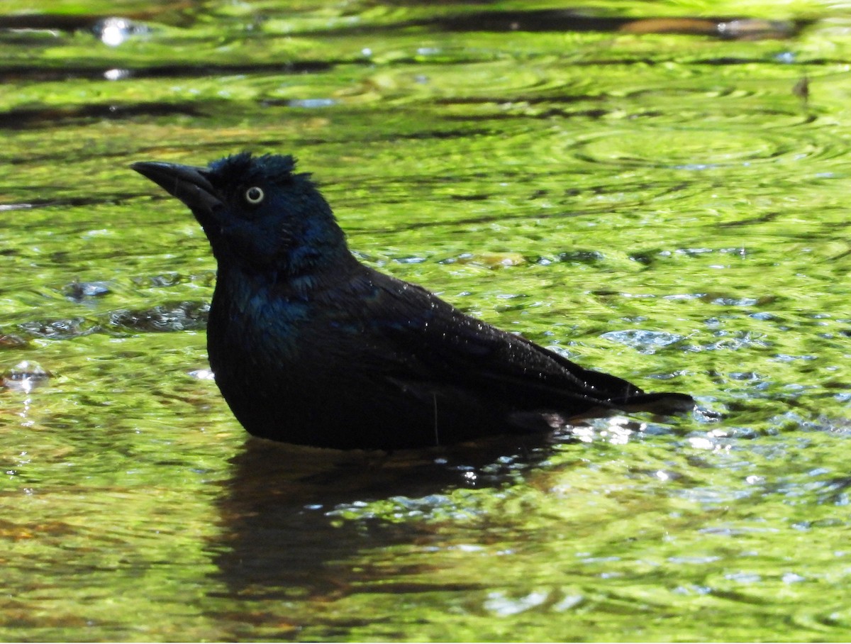 Common Grackle - ML484392801