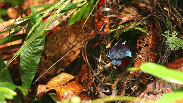 Black-crowned Pitta - ML484393