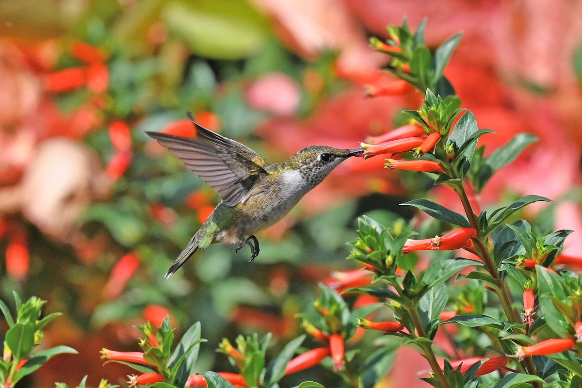 Ruby-throated Hummingbird - ML484393181