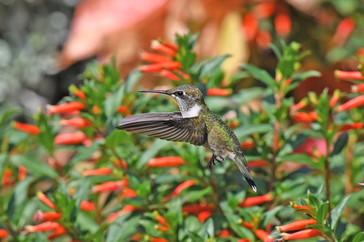 Ruby-throated Hummingbird - ML484393221