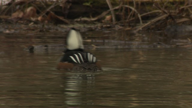 Hooded Merganser - ML484394