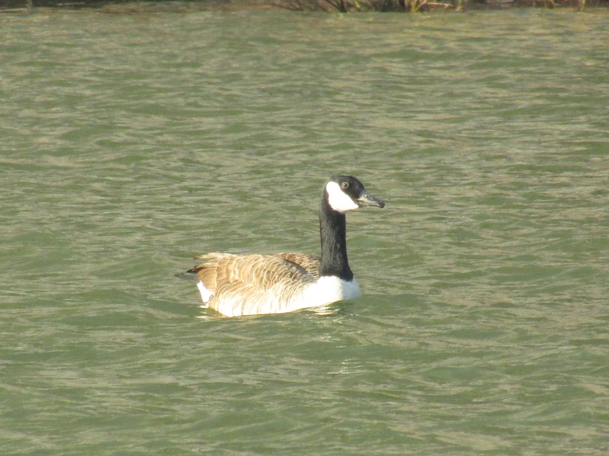 Canada Goose - Wayne Longbottom