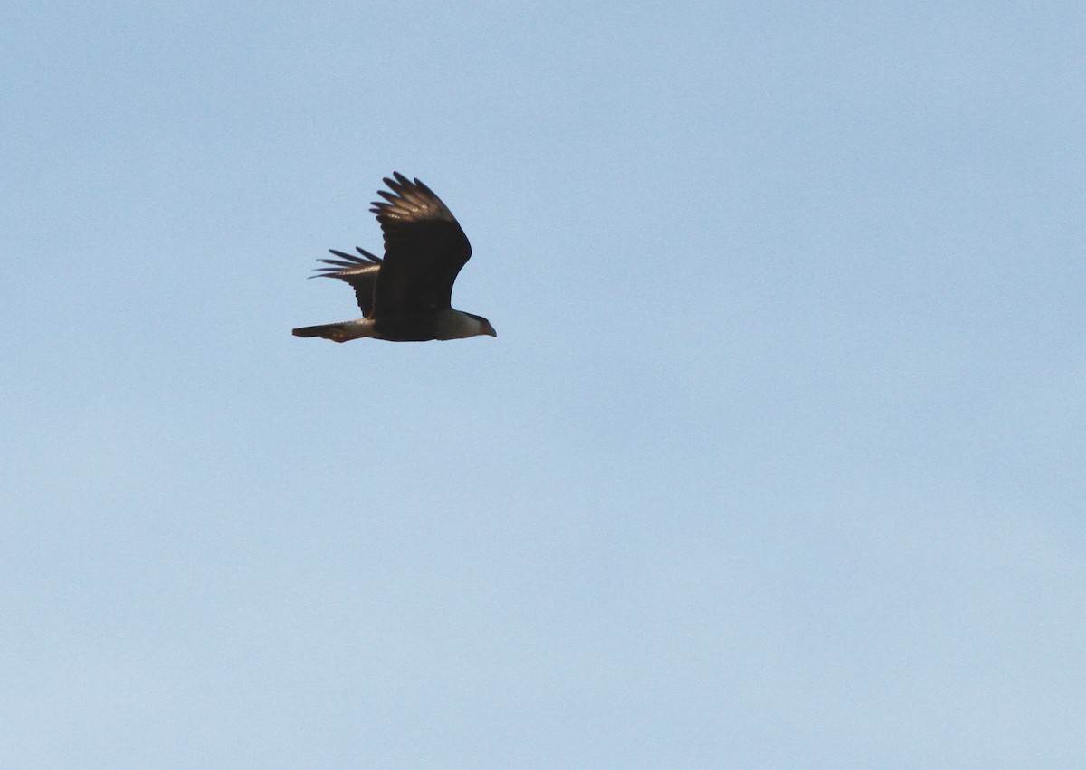 Crested Caracara (Northern) - Brandon Caswell